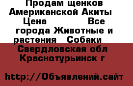 Продам щенков Американской Акиты › Цена ­ 25 000 - Все города Животные и растения » Собаки   . Свердловская обл.,Краснотурьинск г.